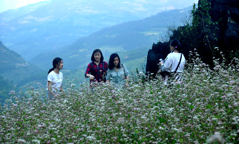  Các du khách trẻ chụp ảnh bên ruộng tam giác mạch ở thị trấn Cốc Pài, huyện Xín Mần (Hà Giang).