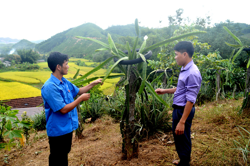 400 gốc thanh long của anh Lý Thanh Sơn, thôn Lò Vôi, xã Nam Sơn mang lại nguồn thu nhập ổn định cho gia đình.