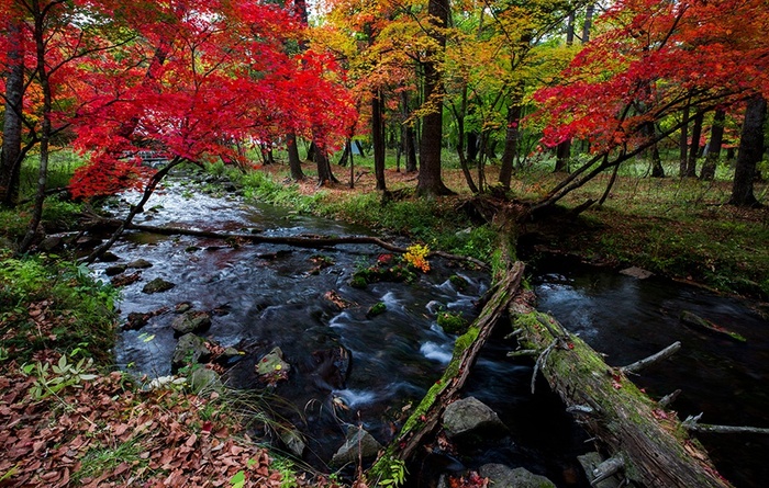 Khi mùa thu tới, lá những cây phong trong rừng đồng loạt chuyển sang màu vàng, đỏ tạo nên khung cảnh vô cùng đẹp mắt và ấn tượng.