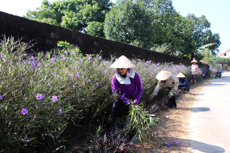 Tuyến đường hoa thôn Hạ 2, xã Tràng An, TX Đông Triều được hội viên, phụ nữ thôn tích cực chăm soc.