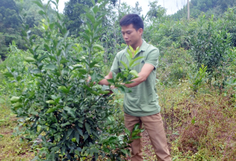 Bí thư chi bộ kiêm trưởng thôn Bắc Văn, Nịnh Văn Chính, kiểm tra mô hình trồng cam của bà con.