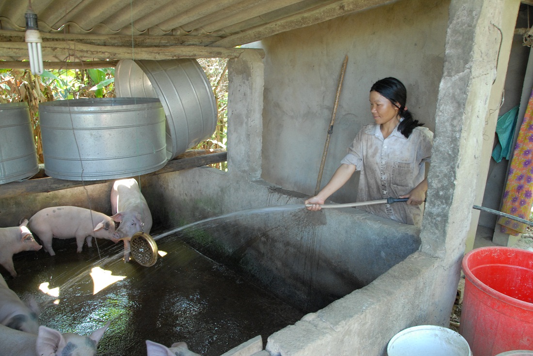 Hộ chị Chìu Thị Phong là điển hình trong phát triển kinh tế vườn, chuồng để thoát nghèo của thôn Đồng Thầm (xã Thanh Lâm, huyện Ba Chẽ).