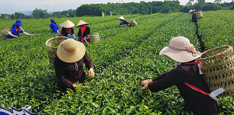 Cây chè 1 trong những cây trồng một trong những cây trồng chủ lực trong ngành sản xuất nông nghiệp chủ lực trong ngành sản xuất nông nghiệp của huyện. Ảnh: Thu hái chè vùng chè Quảng Long.