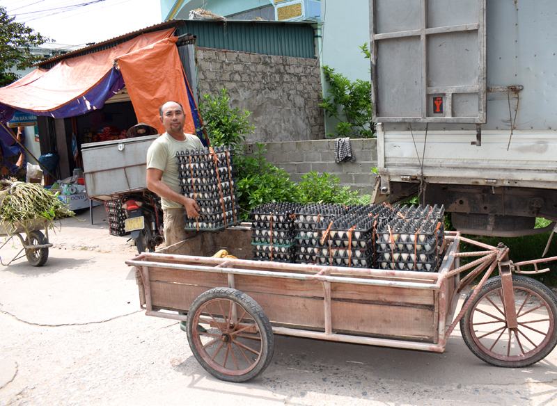 CCB Vinh còn là bao tiêu sản phẩm khoai bồng, trứng vịt biển tạo đầu ra cho nhiều hộ sản xuất ở Đồng Rui