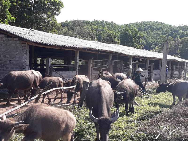 Khu vực chuồng trại gia súc tập trung của thôn Hà Dong Bắc, xã Hải Lạng (Tiên Yên) xa khu dân cư, gần khu vực chăn thả, tiện cho việc nuôi nhốt, vệ sinh.