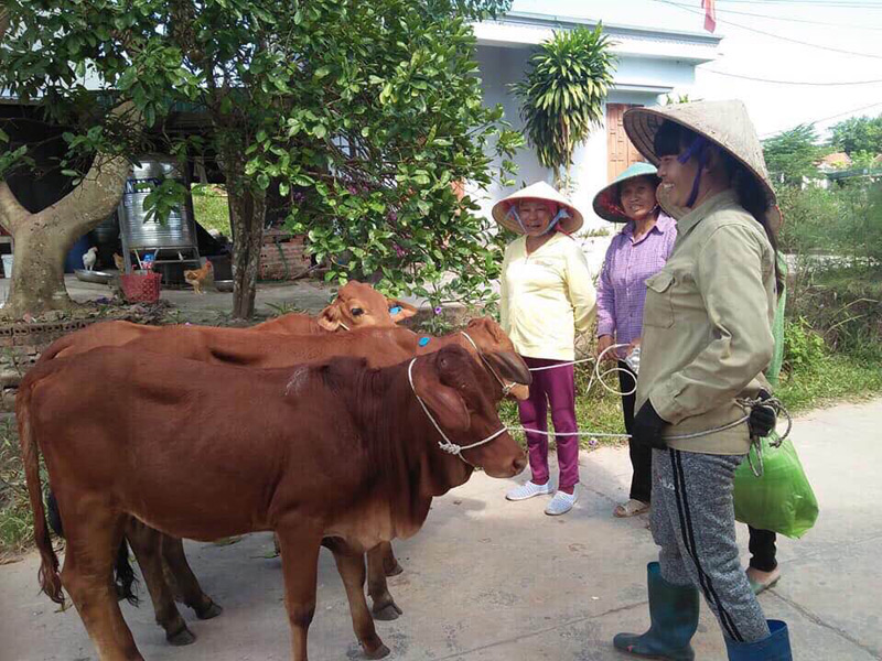 Người dân xã Đông Hải được nhận bò do Sở NNPT&NT Quảng Ninh trao tặng 
