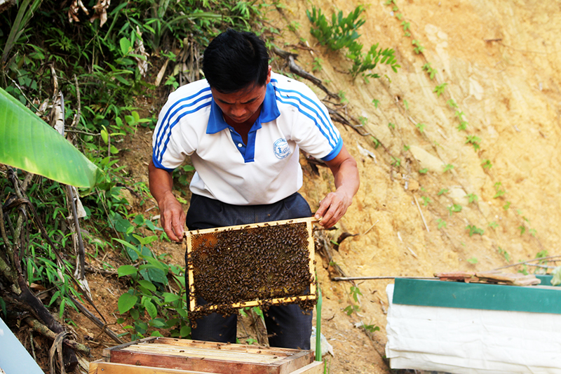 Nhiều hộ dân ở thôn Pắc Liềng, xã Tình Húc, huyện Bình Liêu thoát nghèo nhờ nuôi ong mật. 