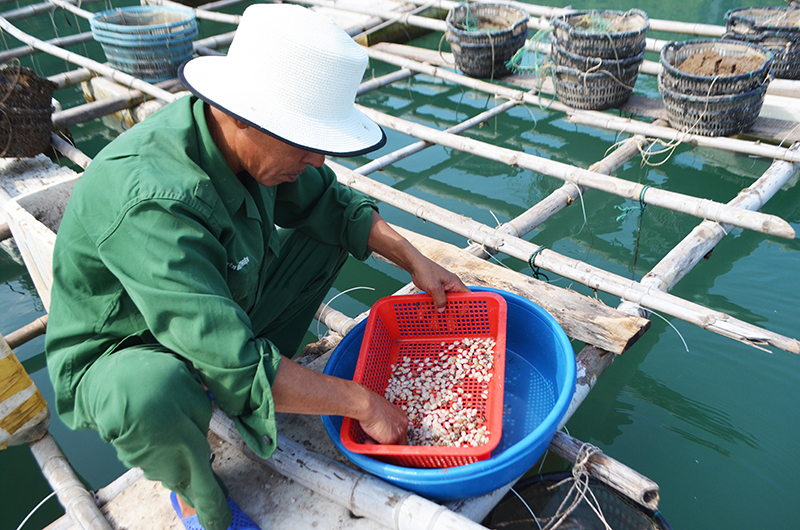 Thủy sản được coi là ngành kinh tế mũi nhọn ở Bản Sen, góp phần thay đổi đời sống của nhân dân trên địa bàn (ảnh: Người dân sàng lọc, chuẩn bị xuống giống ngao)