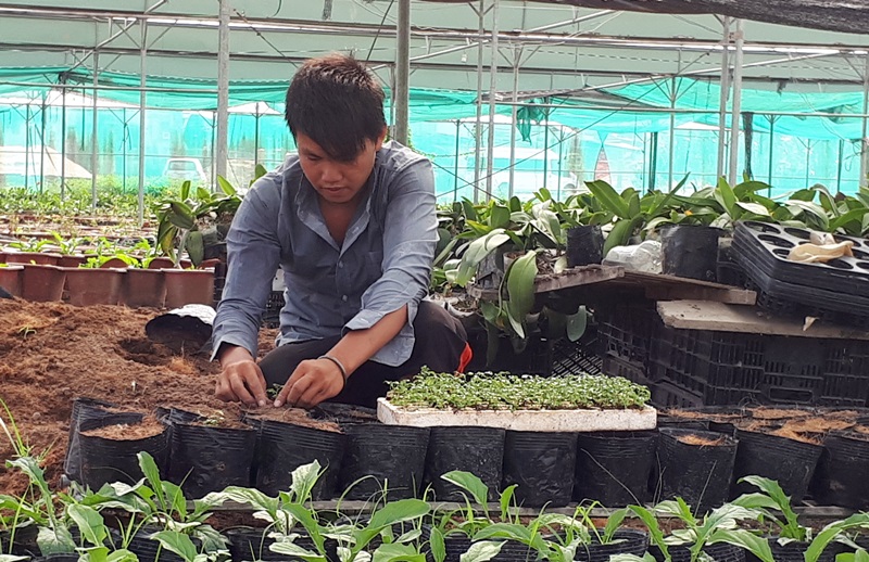 Lao động HTX Phước Long (Thị trấn Trới, huyện Hoành Bồ) đang chuyển giống hoa sang bầu mới trước khi đem trồng.