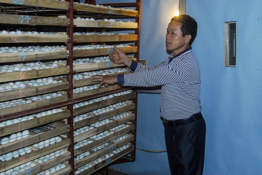 Ông Đồng Quang Cường là hộ nông dân điển hình trong vươn lên làm giàu từ mô hình nuôi vịt dùng lồng ấp trứng.