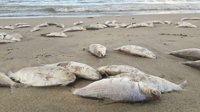 Lượng cá chết rất lớn và nằm rải rác dọc bãi biển, bốc mùi hôi thối khiến người dân khó chịu