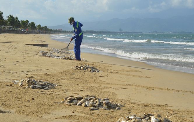Công nhân của Công ty Thoát nước và Xử lý nước thải Đà Nẵng đang thu gom cá chết, vì lượng cá nằm rải rác trên tuyến bờ biển rất dài nên việc thu gom rất mất thời gian