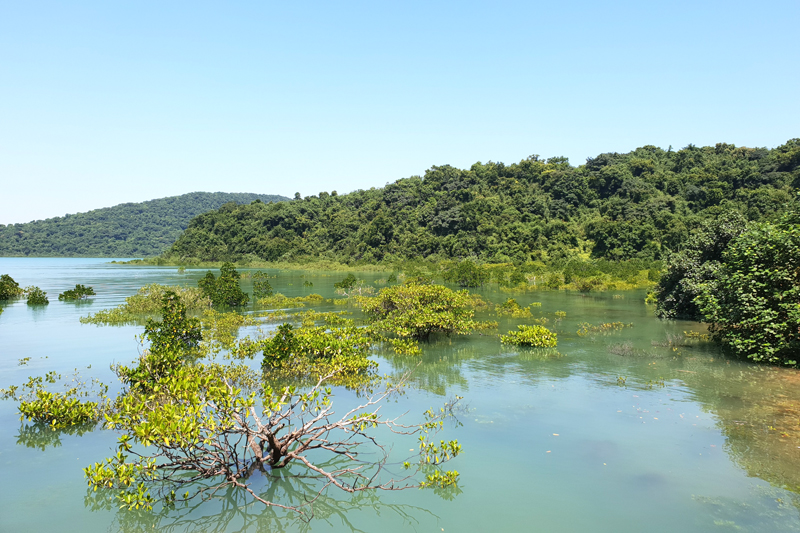 Hệ sinh thái rừng ngập mặn phong phú cũng tạo ra những giá trị khác biệt của khu vườn di sản ASEAN -Bái Tử Long