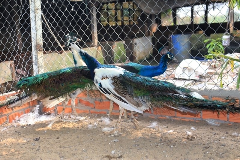 Chim Công Xanh - Trang trại Phan Minh Hồng