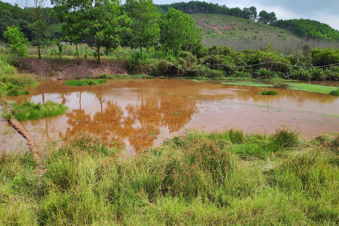 Phần ruộng của hộ anh Phạm Văn Tý và hộ anh Vũ Văn Long ở thôn Xuyên Hùng (xã Đài Xuyên, huyện Vân Đồn) phải bỏ không, không trồng cấy được vì ngập úng dù trời không mưa đã nhiều ngày.
