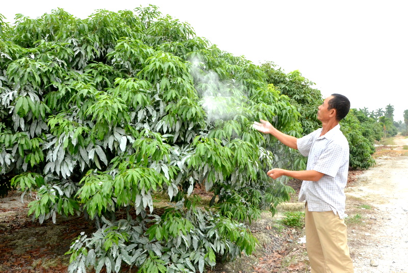 Người dân trồng vải tại khu Cẩm Hồng, phường Phương Nam tham gia dự án chăm sóc sản xuất vải chín sớm theo VietGAP đang rắc vôi để phòng chừ sâu ăn lá và bệnh sâu nhện đỏ