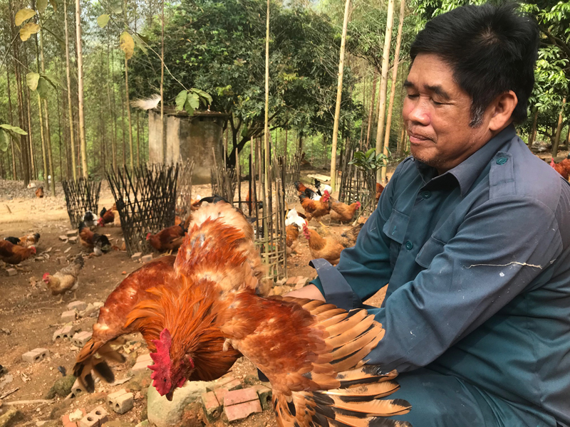 Ông Ninh Văn Cun kiểm tra cân nặng và sức khỏe của gà thiến trước khi xuất bán. Ảnh: Khánh Giang