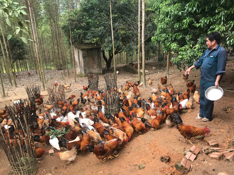 Hiện đàn gà trong trang trại của gia đình ông Nình Văn Cun đã đủ điều kiện xuất bán. Ảnh: Khánh Giang.
