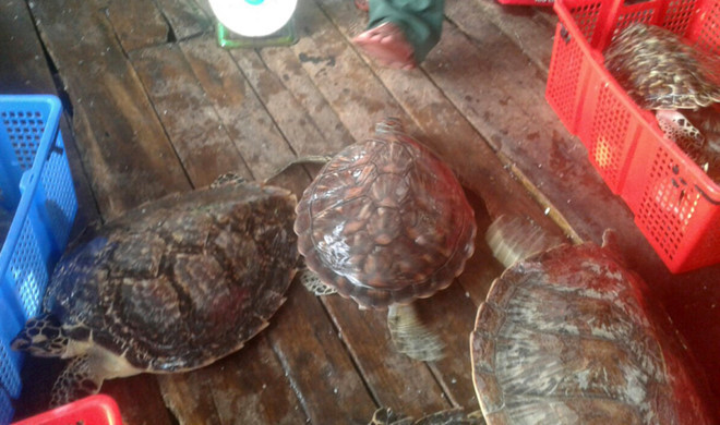 Rùa biển bị cơ quan chức năng phát hiện tại một vựa hải sản ở Hòn Thơm, Phú Quốc. Ảnh: Nhật Tân.