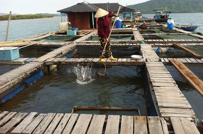 Khu nuôi trồng thủy sản theo quy trình VietGAP của HTX Đức Thịnh.