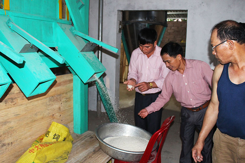 Sản xuất gạo Bao Thai tại HTX Tuấn Hùng.