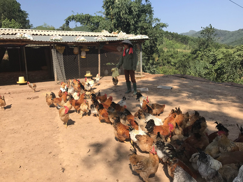 Người dân xã Hà Lâu đã mạnh dạn trong việc chuyển đổi vật nuôi kém sản lượng sang nuôi các con có giá trị cao như gà để phát triển kinh tế 