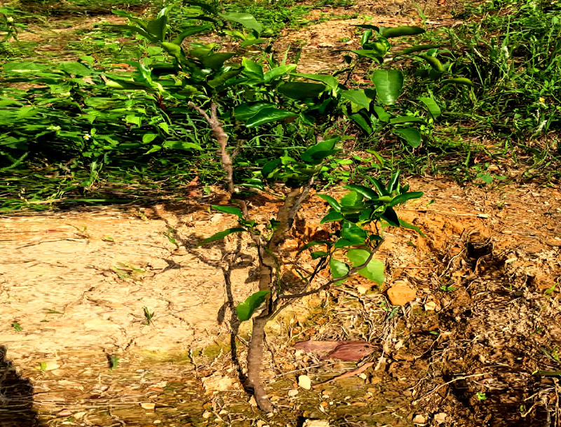 Gốc cam chiết cành từ nguồn giống cam bản địa đang được trồng thử nghiệm tại xã Thanh Lân.