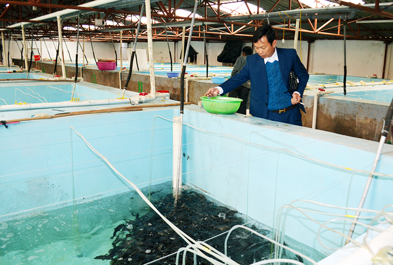 Anh Lương Thanh Phương, Giám đốc Doanh nghiệp tư nhân Phương Anh kiểm tra các bể ương cá giống.