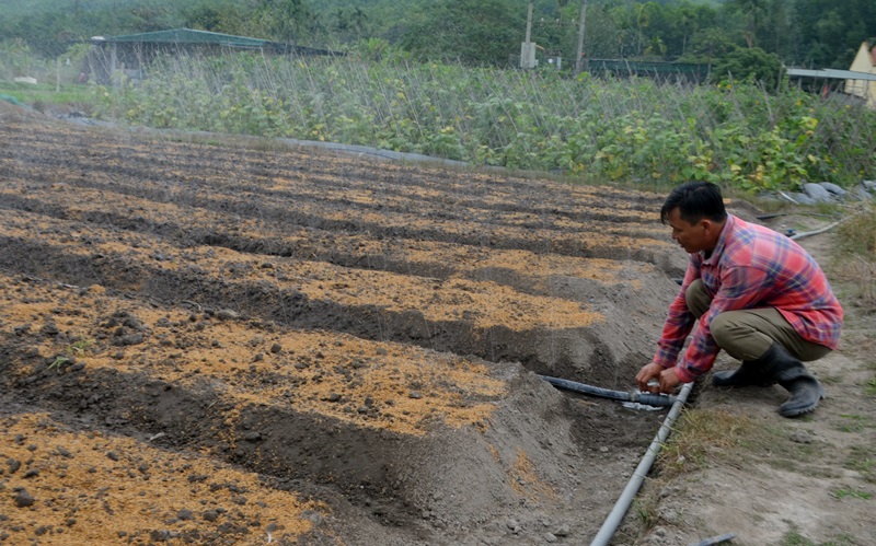 Hệ thống tưới phun sương của HTX Nông nghiệp Hương Việt trên cây trồng rau an lá.