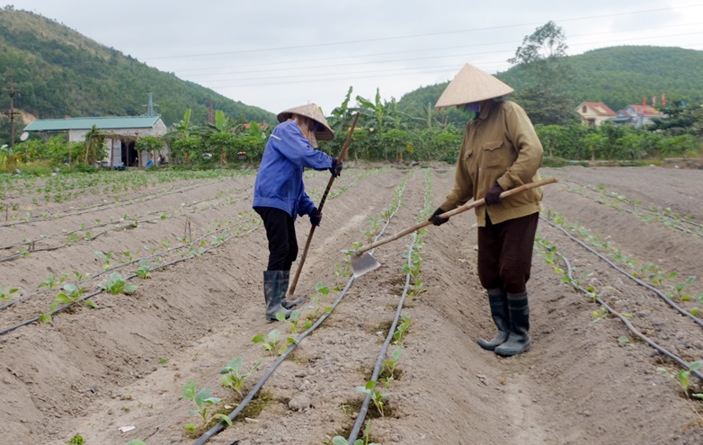 HTX Nông nghiệp Hương Việt còn tạo công ăn việc làm cho lao động địa phương với mức thu nhập ổn định.