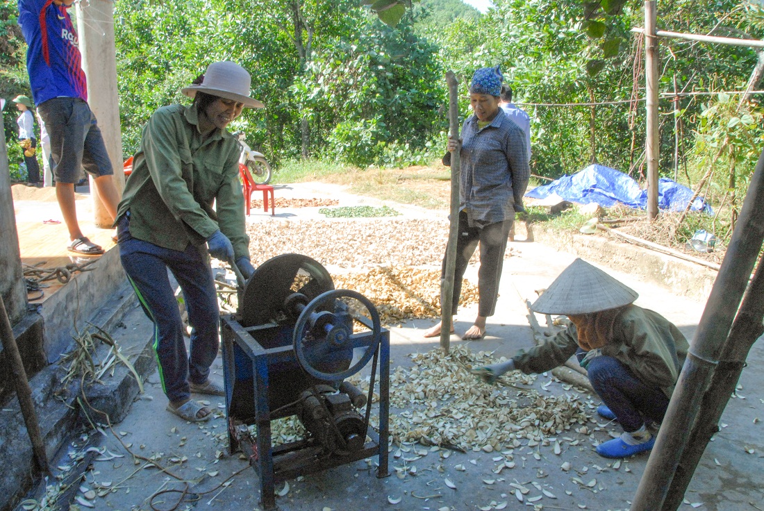 Gia đình chị Bàn Thị Dung (thôn Khe Cát, xã Tân Dân) đang sơ chế cây dược liệu tại sân nhà.