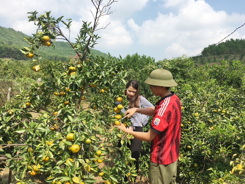 Người dân Vạn Yên, thu hoạch cam bán cho du khách