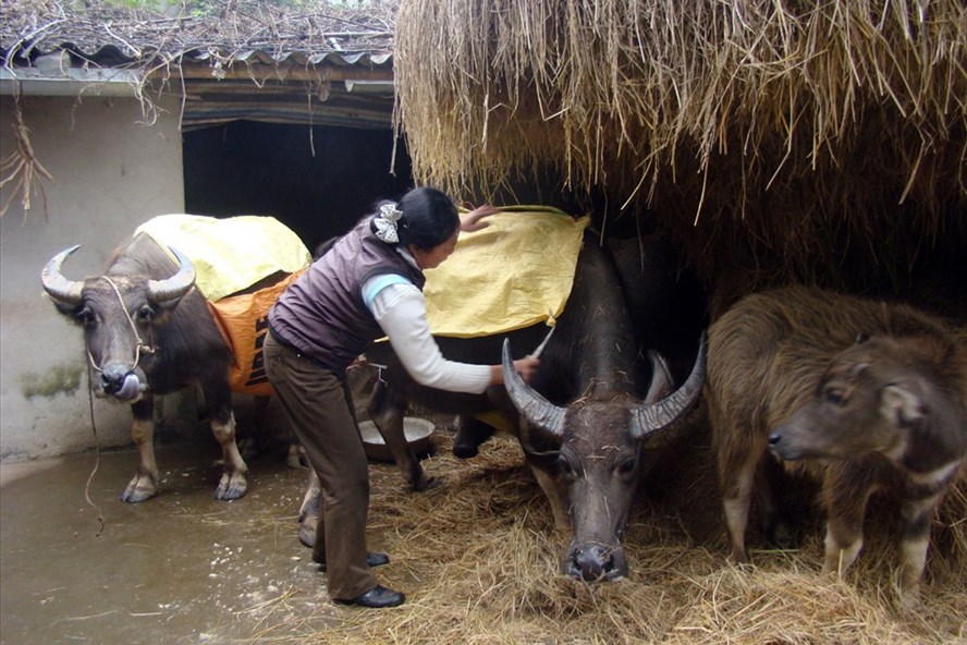 Người chăn nuôi tại Lào Cai bổ sung thức ăn, che chắn chuồng trại để phòng, chống đói rét cho đàn gia súc. Ảnh: TH Lào Cai