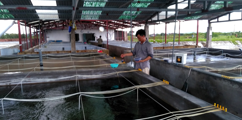 Bể ươm cá biển giống do Công ty CP Đầu tư và phát triển thủy sản Bắc Việt xã Đầm Hà sản xuất.