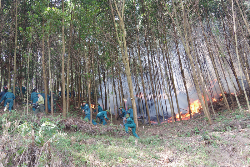 Diễn tập phòng chống cháy rừng của huyện Bình Liêu.