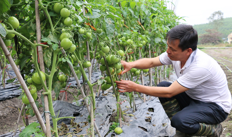 Nông dân TP Uông Bí ứng dụng giống cà chua ngoại nhập và sản xuất đại trà