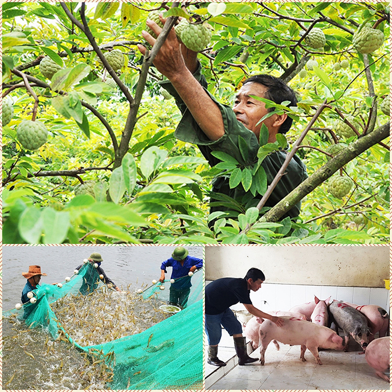Năm qua mô hình na Đông Triều ứng dụng quy trình sản xuất VietGAP; mô hình nuôi tôm công nghiệp tại Móng Cái cho doanh thu cao; các hộ dân đã tập trung tái đàn lợn