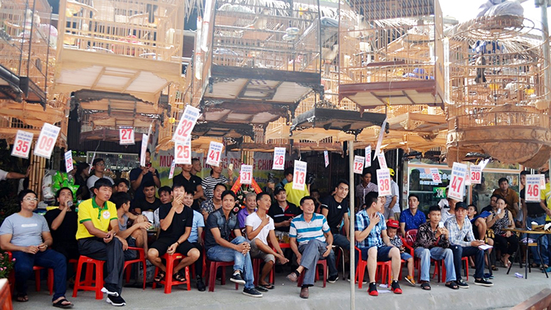 Hội thi đấu hót chim họa mi tại chợ cảnh Uông Bí thu hút đông đảo người tham gia