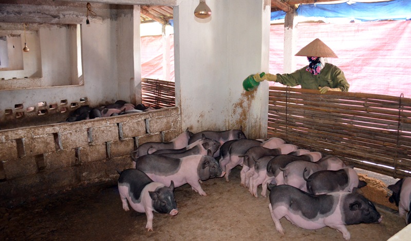 chuồng trại nuôi lợn ỉ giống Móng Cái đã tách mẹ được chăm sóc.