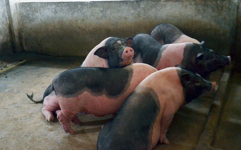 Lợn ỉ tại trang trại của Công ty TNHH MTV Phát triển nông, lâm, ngư Quảng Ninh.