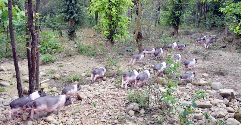 Đàn lợn ỉ Móng Cái của HTX Nông nghiệp Hữu cơ An Lộc được nuôi theo cách bán tự nhiên.