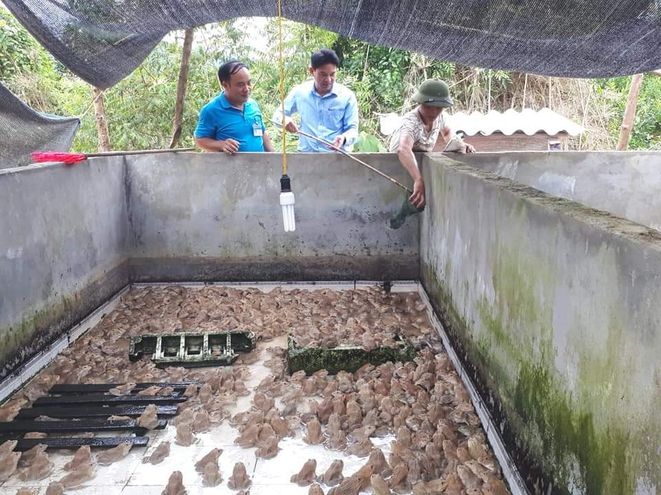 Mô hình nuôi ếch phát triển sản xuất của gia đình anh Chìu Tiến Minh, thôn Đồng Khoang, xã Đạp Thanh, huyện Ba Chẽ