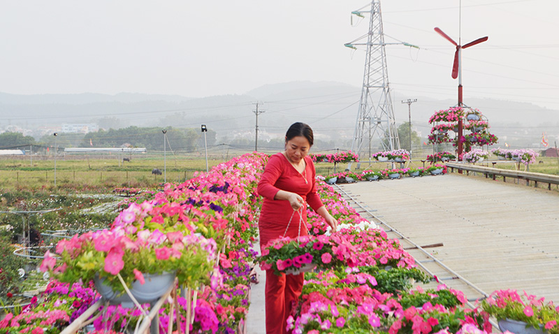 Thời điểm này đã bắt đầu có khách mua hoa chậu, hoa treo về chơi Tết (Ảnh chụp tại nhà vườn Hải Vân, phường Việt Hưng, TP Hạ Long)