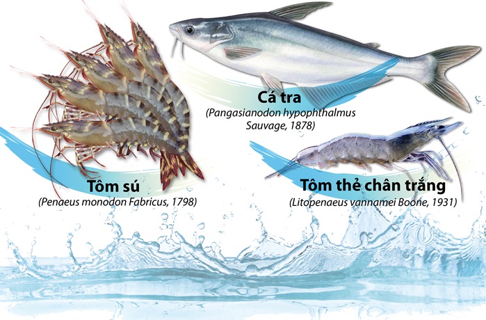 Ba đối tượng thủy sản nuôi chủ lực tại Việt Nam