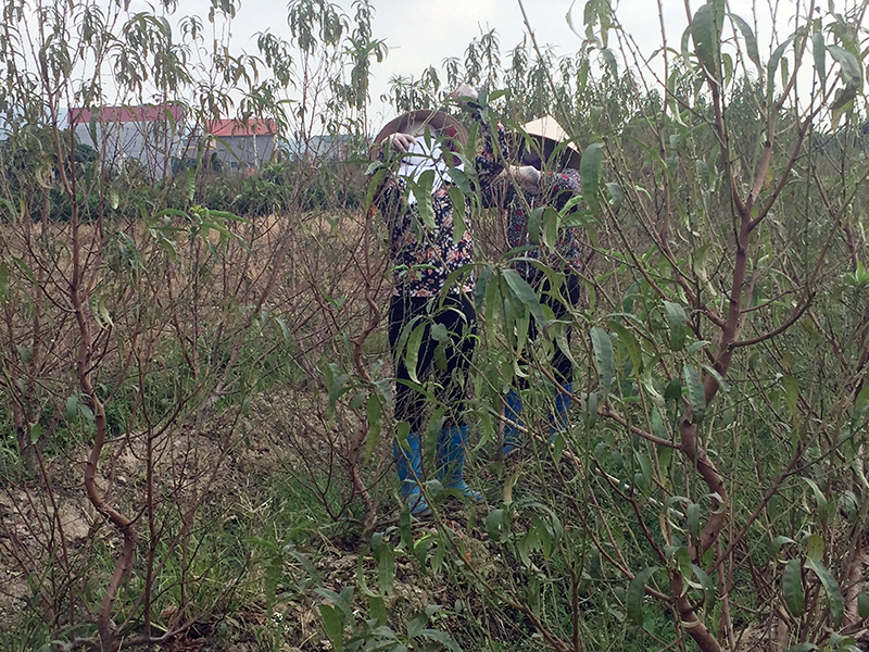Các hộ trồng đào ở xã Bình Khê (TX Đông Triều) tuốt lá để cây đào ra hoa đúng dịp Tết Nguyên đán.