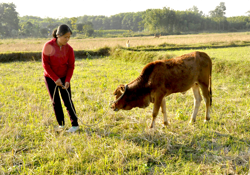 Chị Lại Thị Ngát, thôn Tân Mai, xã Tân Lập được hỗ trợ bò sinh sản theo mô hình giảm nghèo của huyện.