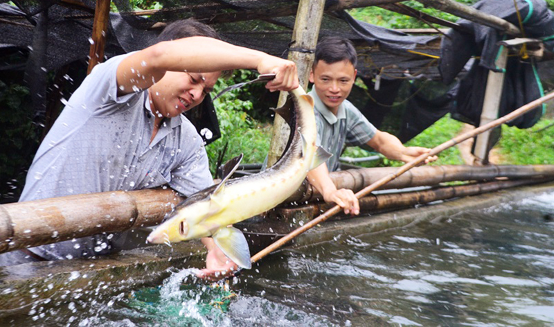 Mô hình nuôi cá tầm nước lạnh tại thôn Khe Tiền, xã Đồng Văn, huyện Bình Liêu đang mang lại hiệu quả kinh tế