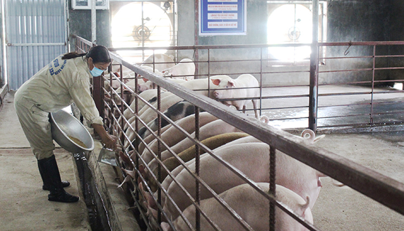 Đàn lợn của ông Nguyễn Văn Diễn được nuôi theo phương pháp sử dụng nguồn thức ăn sinh học có hàm lượng thảo dược