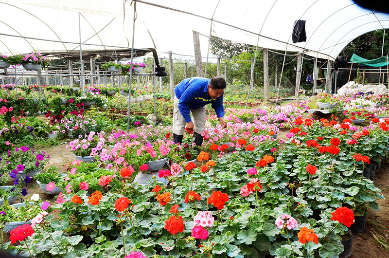 Người dân Hoành Bồ chăm sóc hoa chuẩn bị cho vụ hoa Tết 2019.