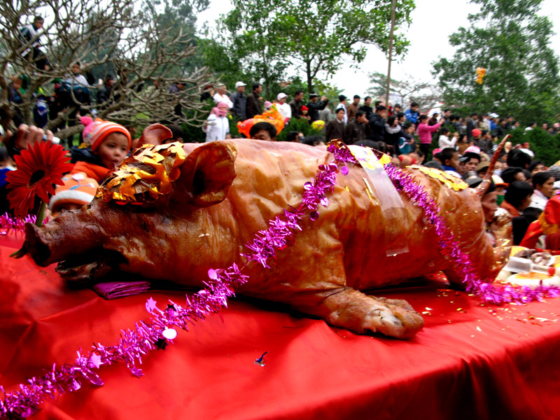  Lợn quay được rước tế nguyên con trong Lễ hội miếu Tiên công ở Hà Nam (Quảng Yên).